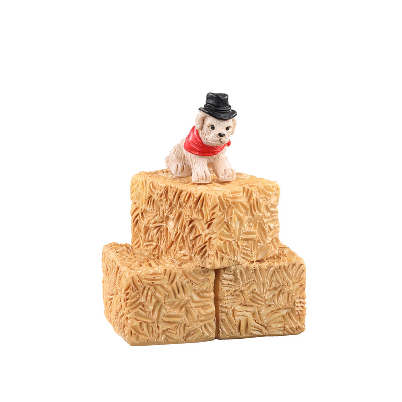 Farm Puppy on Hay Bales