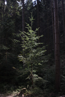 Grow your Own Christmas Tree - Douglas Fir