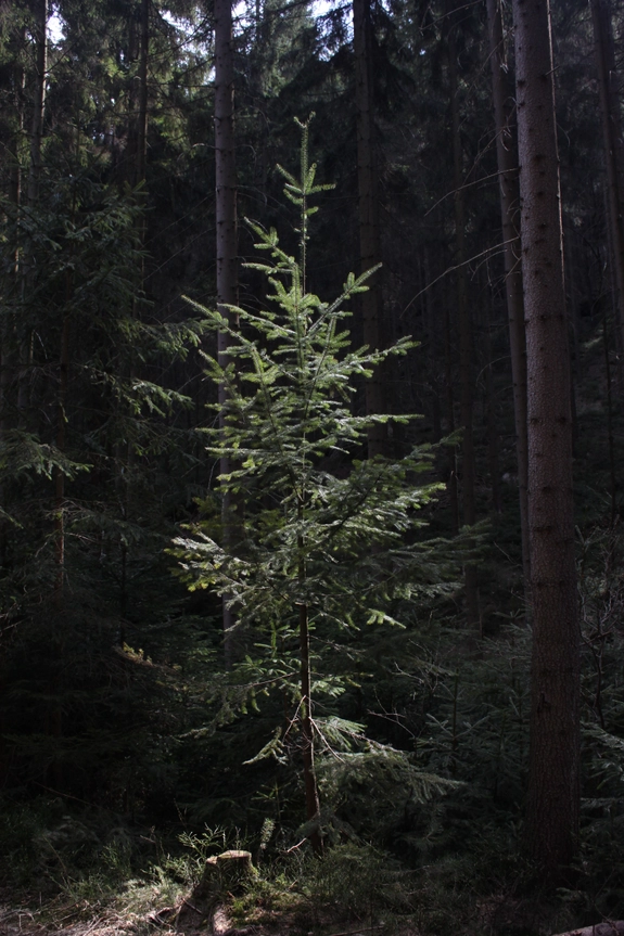 Grow your Own Christmas Tree - Douglas Fir