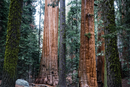Grow your Own Christmas Tree - Giant Sequoia