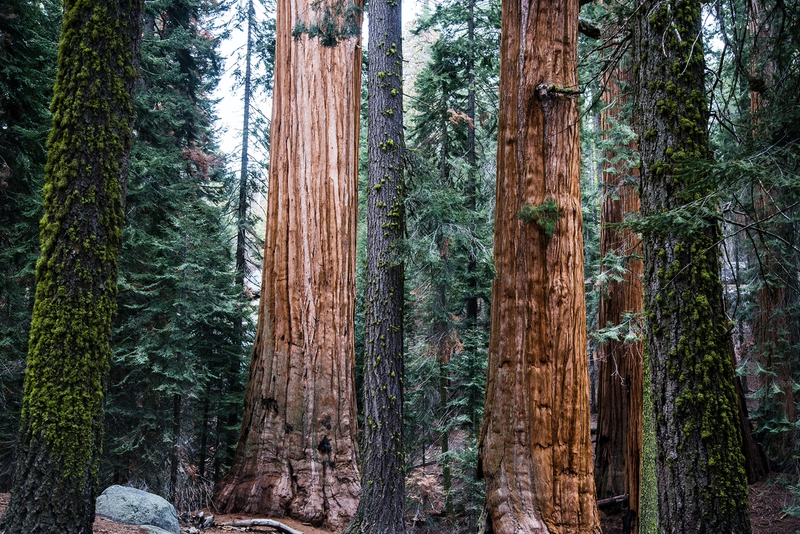 Grow your Own Christmas Tree - Giant Sequoia
