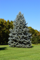 Grow your Own Christmas Tree - Blue Spruce