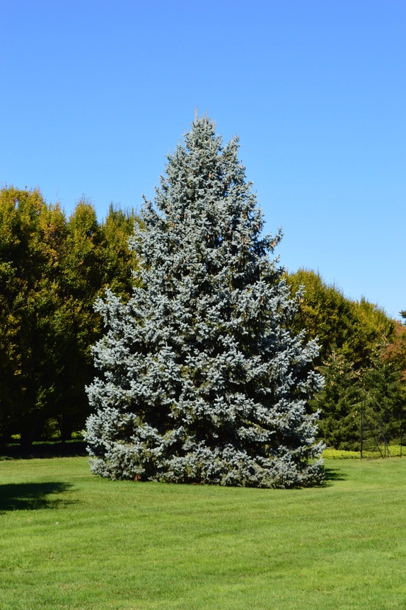 Grow your Own Christmas Tree - Blue Spruce
