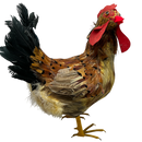 Feathered Chicken Figurine