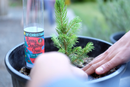 Grow your Own Christmas Tree - Blue Spruce