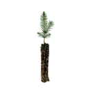 Grow your Own Christmas Tree - Blue Spruce