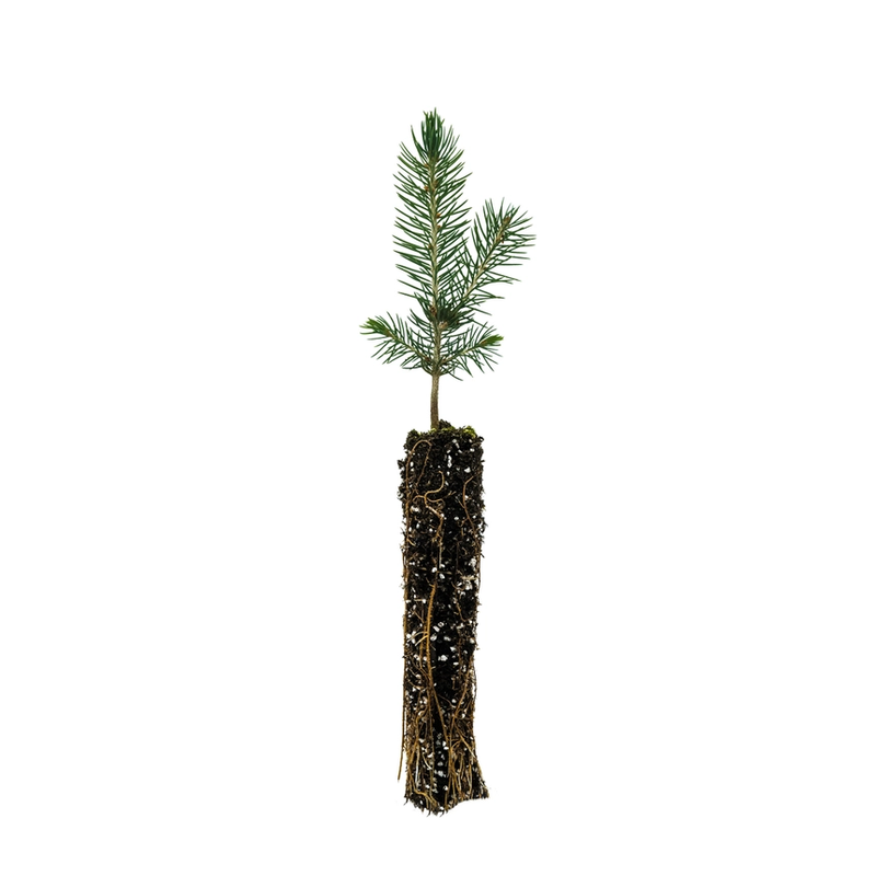 Grow your Own Christmas Tree - Blue Spruce