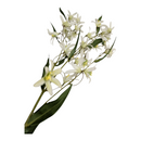 White Jasmine Stem - 29 Inch - Home & Living >> Artificial Flowers - by Teters - view 4