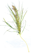 Peacock Feather Grass - The Country Christmas Loft