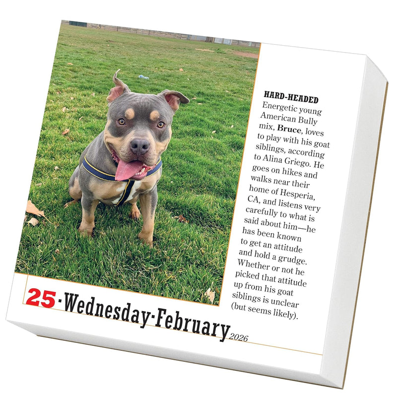 365 Dogs Page-A-Day Calendar 2026: The World's Favorite Dog Calendar
