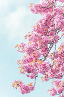 Washington D.C. Cherry Seed Grow Kit