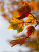Red Maple Tree  Seed Grow Kit