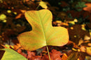 Tulip Poplar  Seed Grow Kit