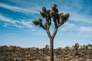 Joshua Tree  Seed Grow Kit - Garden - by The Jonsteen Company - view 5
