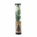 Grow your Own Christmas Tree - Douglas Fir