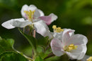 Apple Tree  Seed Grow Kit