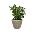 Faux  Fern in Cement Pot - Home & Living >> Artificial Flowers - by Gerson