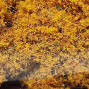 SceneScapes Early Fall Foliage Fiber - Medium Grade