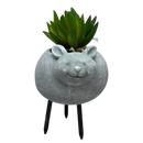 Faux Yellow / Green Succulent In Planter - Mouse - Home & Living >> Artificial Flowers - by Gerson