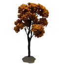 Yellowwood Tree, Large