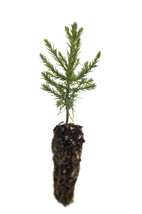 Grow your Own Christmas Tree - Giant Sequoia