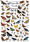 Butterflies of North America 1000 Piece Puzzle - Toy Shoppe >> Puzzles - by Masterpiece Puzzle - view 3