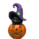 Cat On Pumpkin  With Moving Digital Eyes