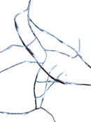 6 Foot Pre-Lit LED Twinkle Silver Branch Garland