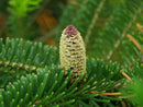 Living Christmas Tree  Seed Grow Kit - Trees - by The Jonsteen Company - view 4