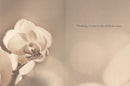 White Orchid - Sympathy Card