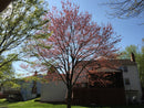 Red Maple Tree  Seed Grow Kit