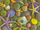 Ocean Treasures Greeting Card -  Blank Card - Gift Shoppe >> Greeting Cards >> Blank - by Leanin Tree