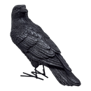 Fright Night Crow - Looking Behind