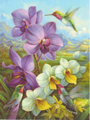 Orchids and Hummingbirds Greeting Card -  Blank Card - Gift Shoppe >> Greeting Cards >> Blank - by Leanin Tree