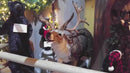 Rodney Animatronic Reindeer - He sings and moves