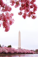 Washington D.C. Cherry Seed Grow Kit