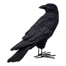 Fright Night Crow - Looking Behind