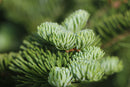 Living Christmas Tree  Seed Grow Kit - Trees - by The Jonsteen Company - view 3