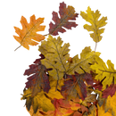 Bag of 36 Faux Harvest Leaves - Home & Living >> Artificial Flowers - by Gerson