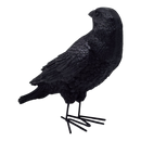 Fright Night Crow - Looking Behind