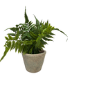 Faux Maidenhair Fern in a Cement Pot - Home & Living >> Artificial Flowers - by Gerson