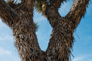 Joshua Tree Seed Grow Kit