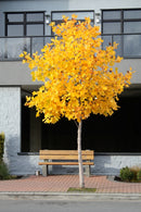 Tulip Poplar Seed Grow Kit