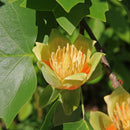 Tulip Poplar  Seed Grow Kit