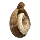 Modern Style Holy Family Carved Nativity - Ash Wood - 4.5 Inch