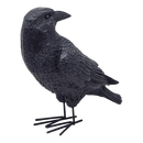 Fright Night Crow - Looking Behind