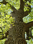 Tulip Poplar  Seed Grow Kit