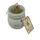Faux Echeveria Succulent in Glass Jar - Home & Living >> Artificial Flowers - by Gerson