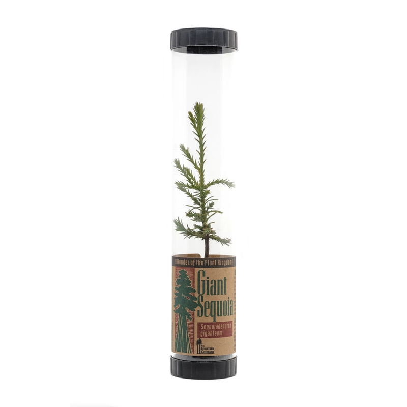 Grow your Own Christmas Tree - Giant Sequoia