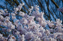 Flowering Cherry Blossom  Seed Grow Kit